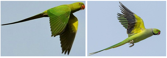 tasmandc's tweet photo. Have you seen this bird? It's an Indian ring-necked parakeet, and although it looks pretty, it's a pest! We have had several reports of at least one escaped Indian ring-necked parakeet in the Appleby area over the past few weeks. Read more: https://t.co/32I3DHx8RX. https://t.co/6XKpFThPP1