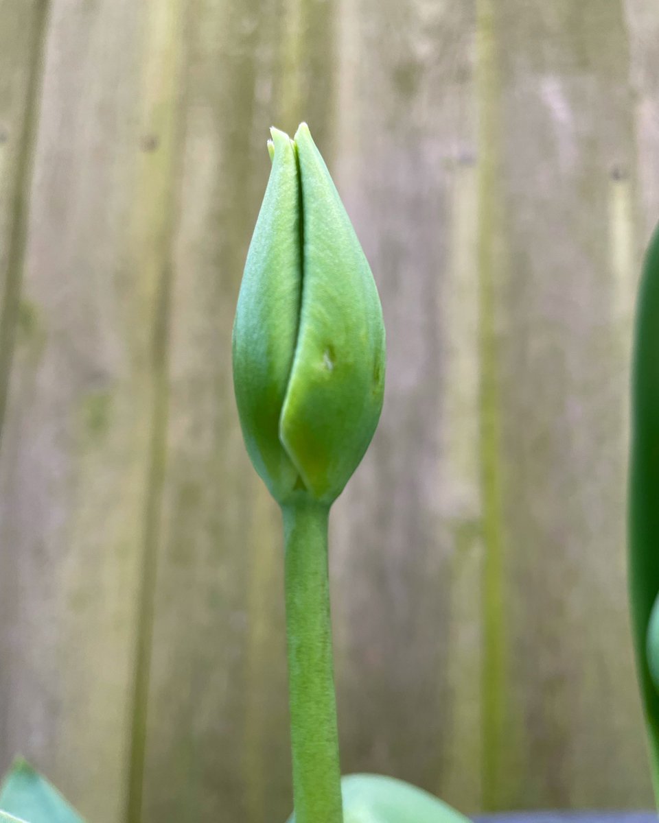 Stifyn1's tweet photo. See you soon #blodeuo #seeyousoon #tulip #garden #naturephotography #spring #thursday #march https://t.co/ltP5zludZi