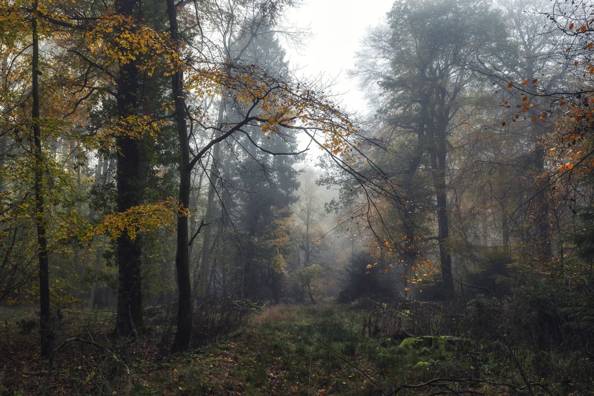 A slice from Barnes's Grove on a misty morning at the end of last year! This area will lead to magical carpets of bluebells soon - bring it on! #NaturePhotography #Trees #Woodland <a href="/ThePhotoHour/">#ThePhotoHour</a>