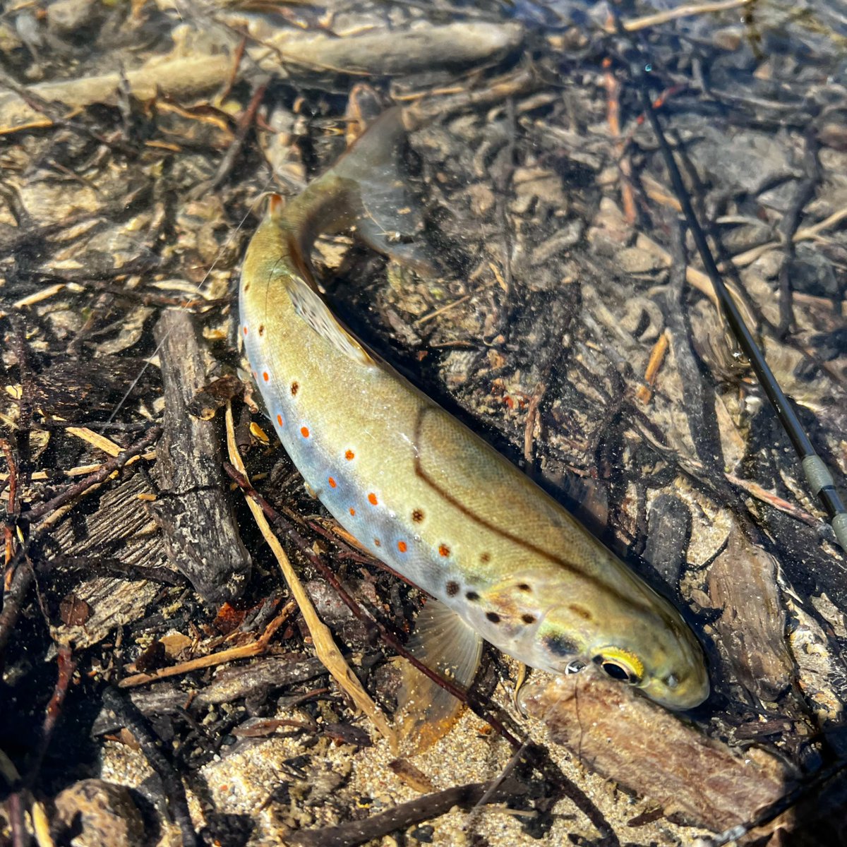 MatejGodec's tweet photo. The #flyfishing competition with #flyfishingodec for the smallest #trout continues 😂...a small stream, a wild trout “a beauty and her red dots” #amazing #slovenia #Travel https://t.co/9mZ6EpnkE9