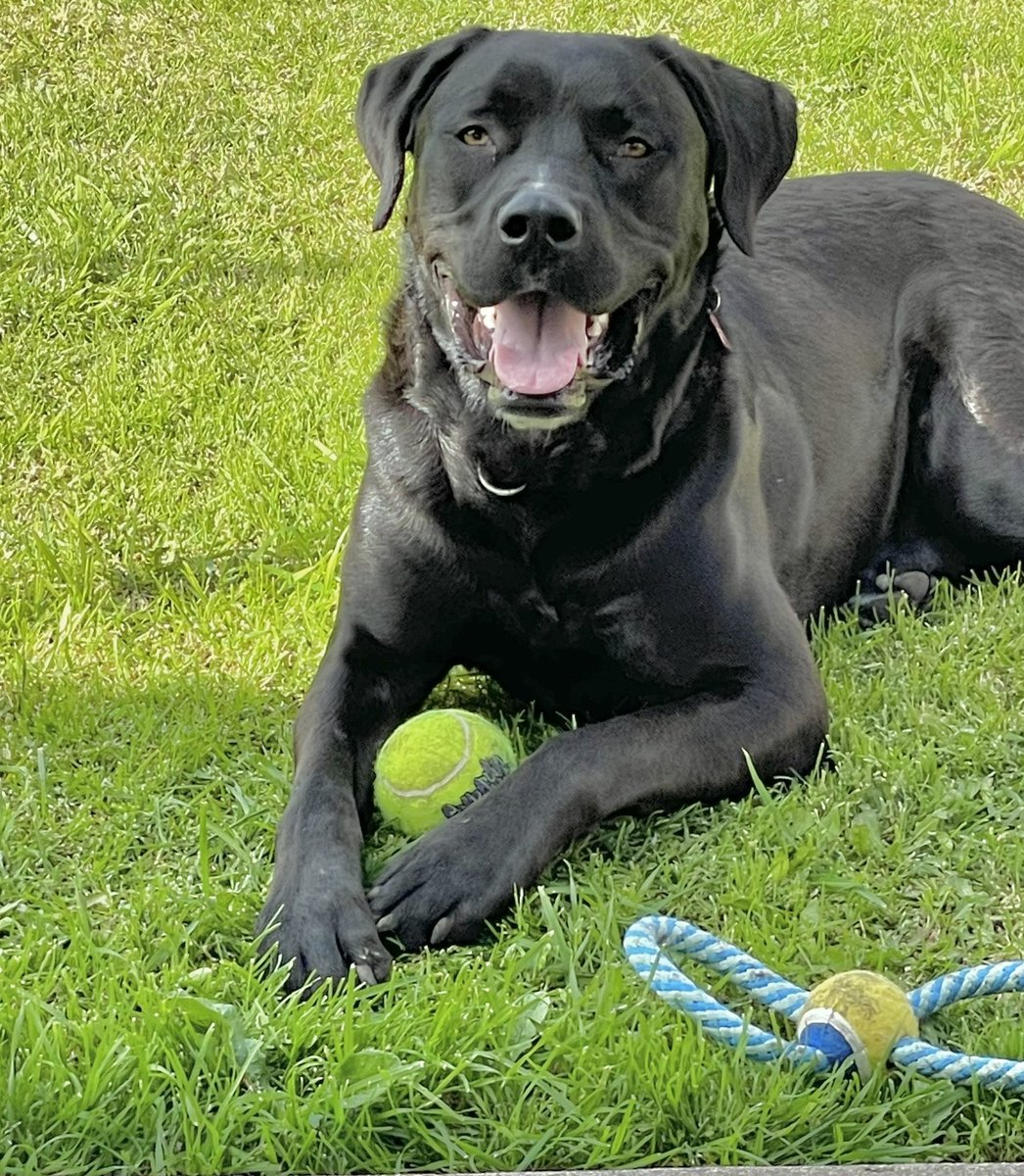 leahcohenPOTB's tweet photo. 🙋♀️ Hey Twitter, meet my new fur family member, Marcus! 🐶💙. He’s an 11mos lab amer staff rescue & we’re already in love!!! 🎉🙌💃🏽🐶💙🐕🦺🐾🦴
#DogsOfTwitter
#labradorpup
#Pitbull https://t.co/BZsQajUPjN