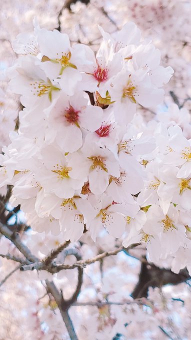 Twitterのコスプレ画像22