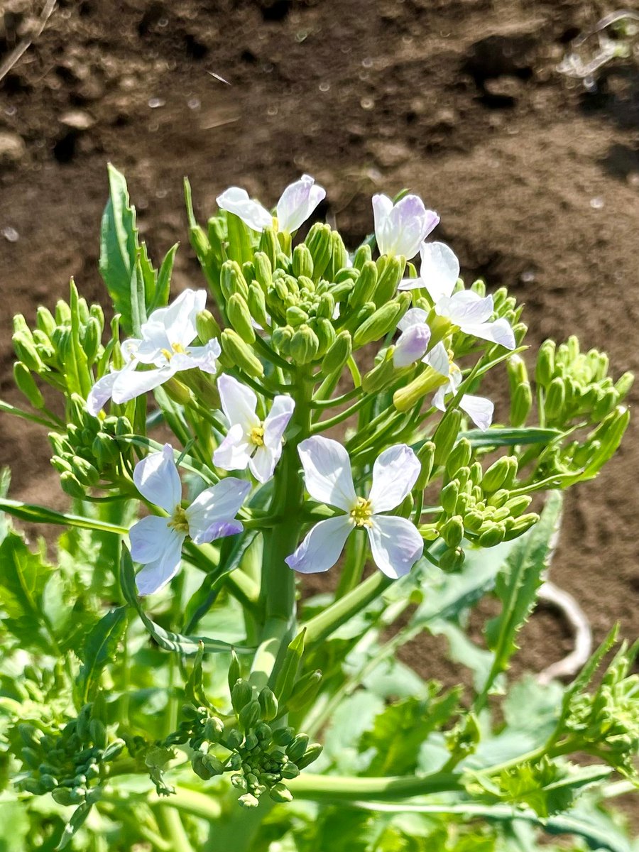 🍆🥦🍅野菜クイズ🫑 🌽 🥕 〈第8問〉レベル： こちらのお花は、何の