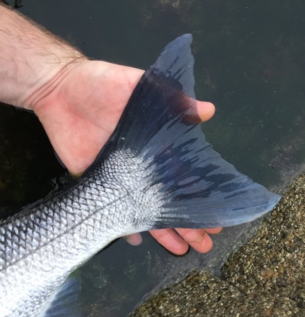 Irish_Angling's tweet photo. How many people do you know have had a Galway Bay Bass?
Well Ian managed to wrangle one out and a fine fish it was.
#fishingireland #seafishingireland #labrax #bass #seabass #wildatlanticway #fishing #ireland #seafishing https://t.co/xKJFJv9AQQ