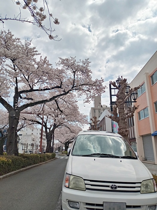 sorag_ty's tweet photo. タウンエースノアで行く花見
＃タウンエースノア　＃花見　＃桜 https://t.co/Q3BnFK6bmV