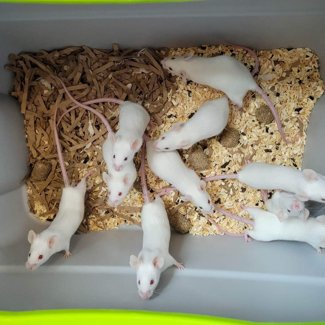 AssoWhiteRabbit's tweet photo. Nous recherchons des Familles d'Accueil longue durée et des adoptants dans toute la France pour ces 26 petites souris. N'hésitez pas à vous proposer si vous êtes intéressé 🙂
FA :https://t.co/3Gigb9d5xM
Adoption :https://t.co/Z9Kznp55yP
Renseignements :souris@white-rabbit.org https://t.co/J7OYmQo69W