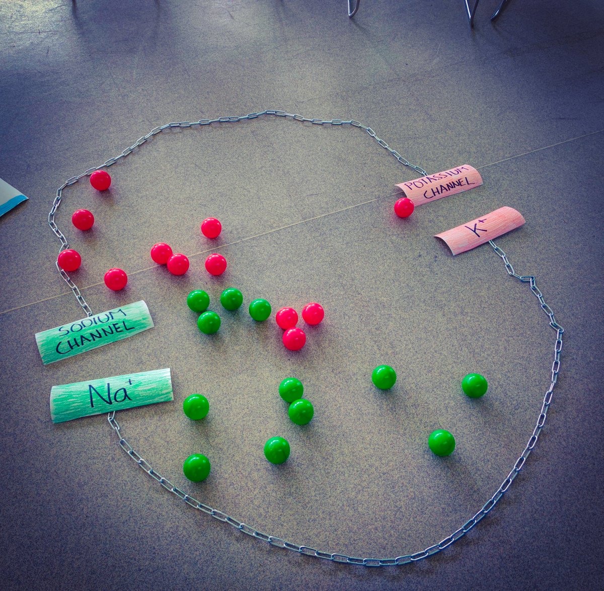 Nic__Allen's tweet photo. Enjoyable session teaching our students neuroanatomy. We demonstrated ion movement during action potentials by using ball pit balls @BrightPhysios @BrightonLTHub @uniofbrighton https://t.co/iZYLHbVH5g