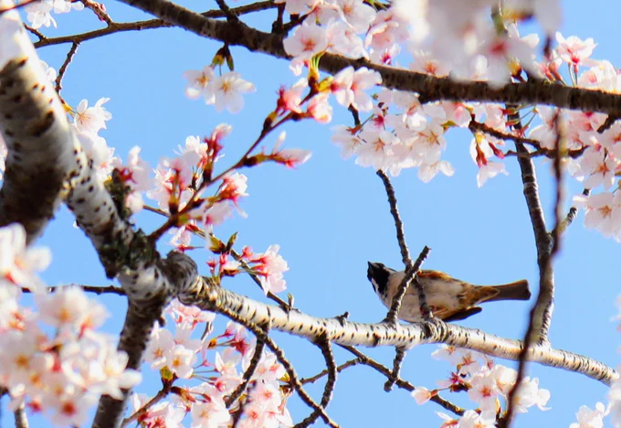 おしり 