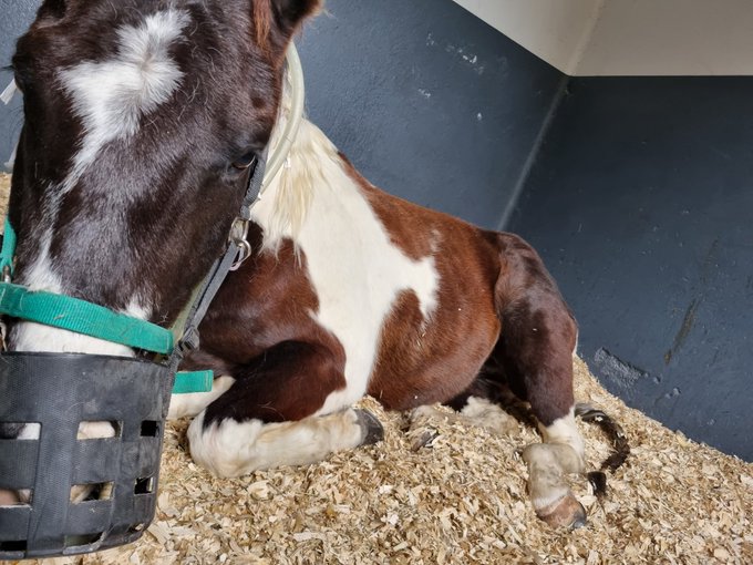 Operation &agrave; 9h pour ma vachette 🙏🏻❤️ courage mon b&eacute;b&eacute; https://t.co/E7CMep6ebp<a href="/tag/confinementjour26"class="tags"><span>#confinementjour26</span></a>