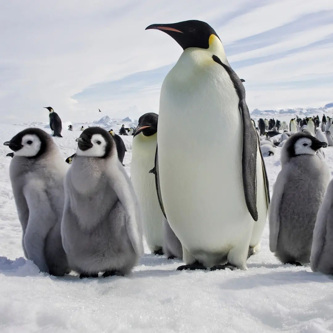 _penguin_lovers's tweet photo. Rate this cuteness out of 10 ✨💖
#penguin #penguinlovers https://t.co/w2TRCSTsDt