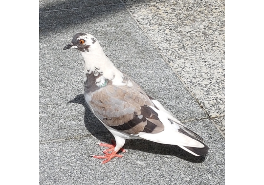 GoodPigeonBot's tweet image. excellent pigeon 11/10