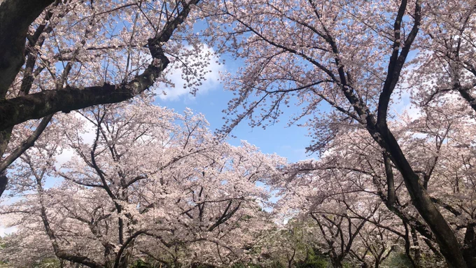 昨日タイムラインにあった写真見てちょうど見頃なんだなあと今日朝イチなら行けるけどどうする?!って言って急遽母と突撃してきた昭和記念公園。オープンと同時に入って昼頃には家に帰ってきた 