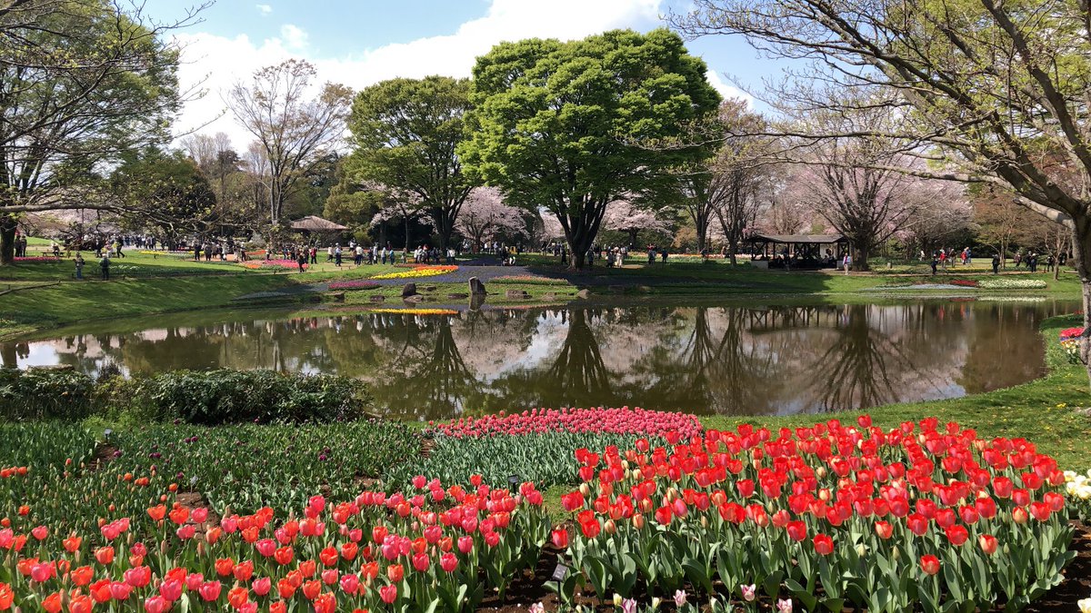 「昨日タイムラインにあった写真見てちょうど見頃なんだなあと今日朝イチなら行けるけど」|maruのイラスト