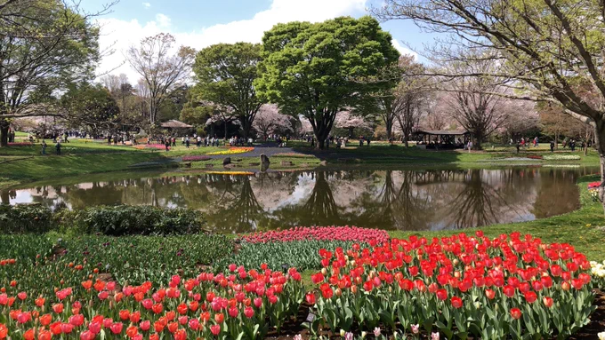 昨日タイムラインにあった写真見てちょうど見頃なんだなあと今日朝イチなら行けるけどどうする?!って言って急遽母と突撃してきた昭和記念公園。オープンと同時に入って昼頃には家に帰ってきた 
