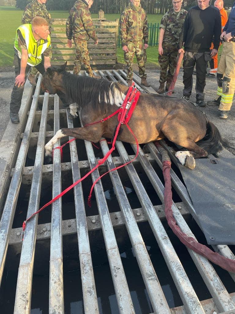 My Lovely Horse Rescue tweet media
