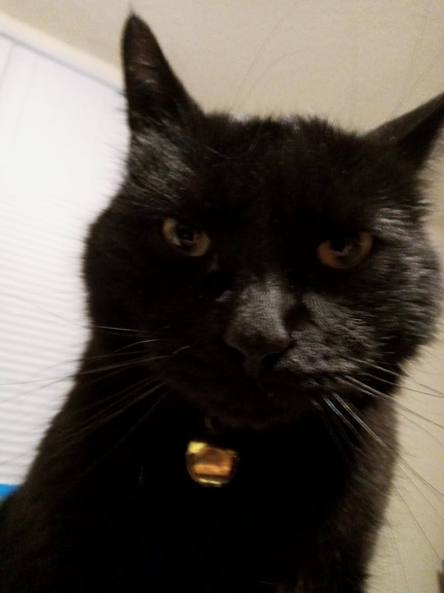 anotherearth's tweet photo. WAKE UP MORTAL!

#CatDadProblems
#CatsOnTwitter https://t.co/XxkrENTstu