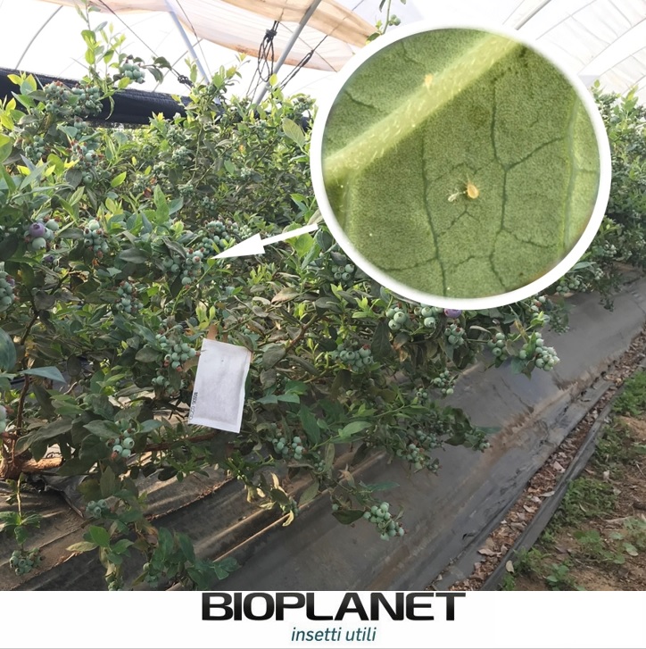 bioplanetES's tweet photo. Scirtothrips aurantii es una plaga reciente que ataca un ⬆️nº de cultivos, entre ellos arándano🫐, causándole graves daños a fruta y brotes nuevos😱. Desde hace varios años, con Amblyseius cucumeris (#AMBLYBAGS) conseguimos contener a esta plaga #Bioplanet #Controlbiológico 🐝🐞 https://t.co/KGf5ZfzTZa