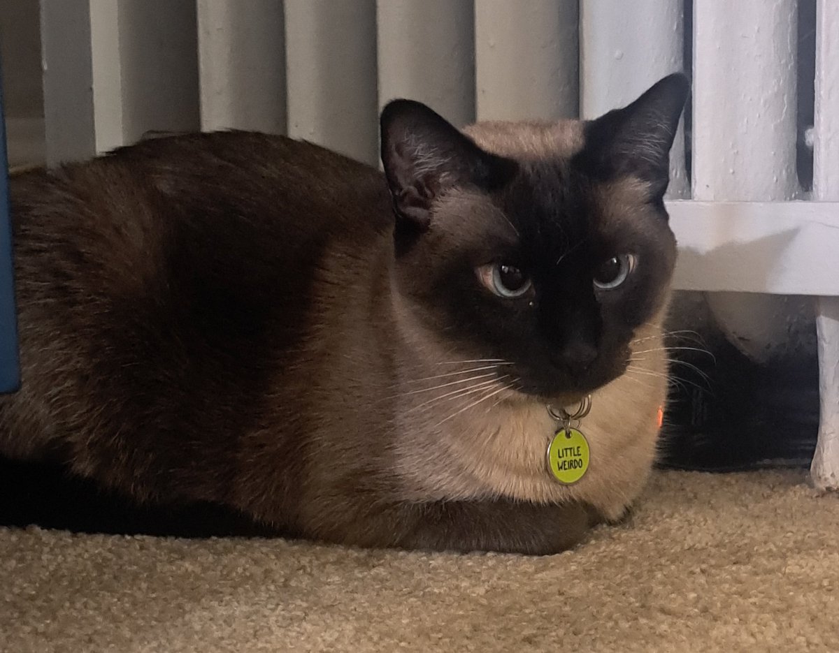 FionaGoBah's tweet photo. Watching Star Trek the Animated Series and was thinking I need more Star Trek Shirts..go on the website and they have a cat tote bag that matches both my cats! They are Kirk and Uhura! #StarTrekTOS #StarTrek #CaptainKirk #Uhura #CatsofSpace https://t.co/V9DlgpF8gC
