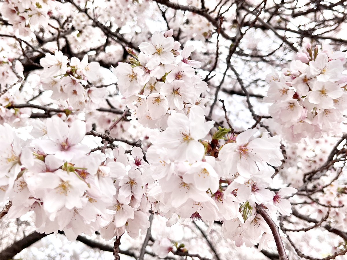 「今日は良い天気で桜の最後の見頃って感じっすな、私は曇ってたけど27昼、28夜に目」|陽州のイラスト