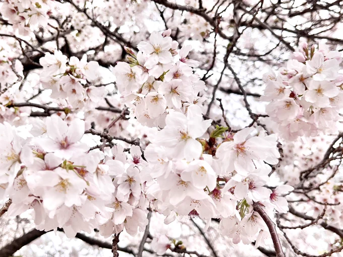 今日は良い天気で桜の最後の見頃って感じっすな、私は曇ってたけど27昼、28夜に目黒川行ってきました。初めて行ったけど流石の名所でしたね 