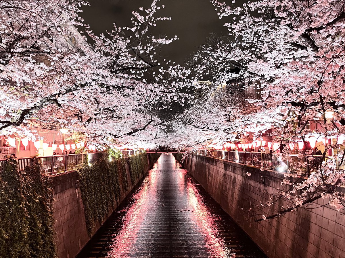 「今日は良い天気で桜の最後の見頃って感じっすな、私は曇ってたけど27昼、28夜に目」|陽州のイラスト