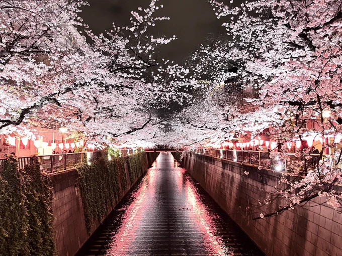 今日は良い天気で桜の最後の見頃って感じっすな、私は曇ってたけど27昼、28夜に目黒川行ってきました。初めて行ったけど流石の名所でしたね 