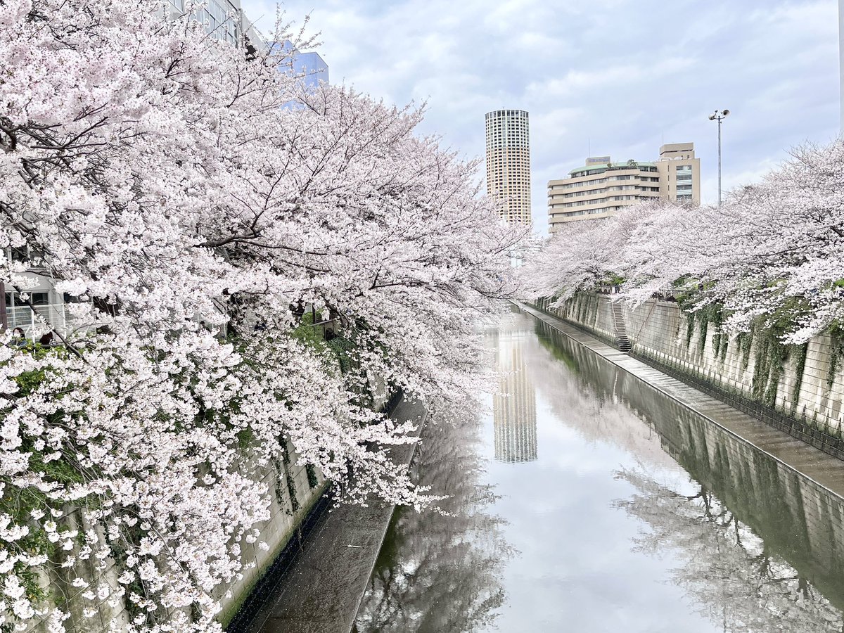 「今日は良い天気で桜の最後の見頃って感じっすな、私は曇ってたけど27昼、28夜に目」|陽州のイラスト