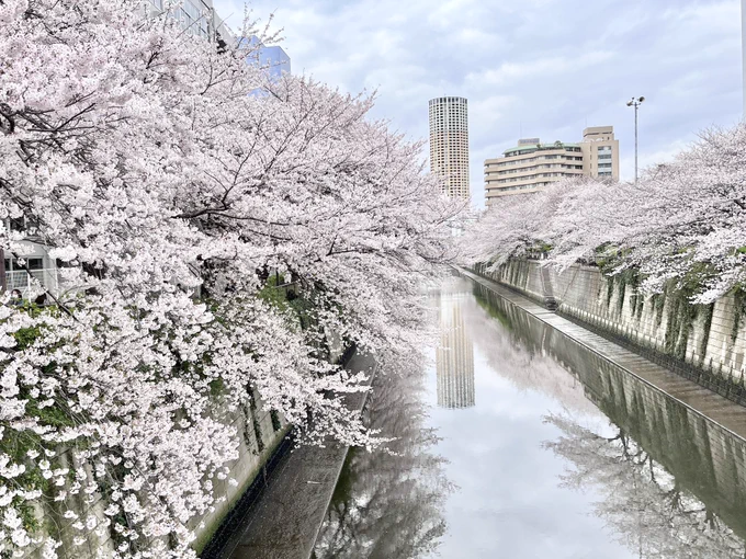今日は良い天気で桜の最後の見頃って感じっすな、私は曇ってたけど27昼、28夜に目黒川行ってきました。初めて行ったけど流石の名所でしたね 