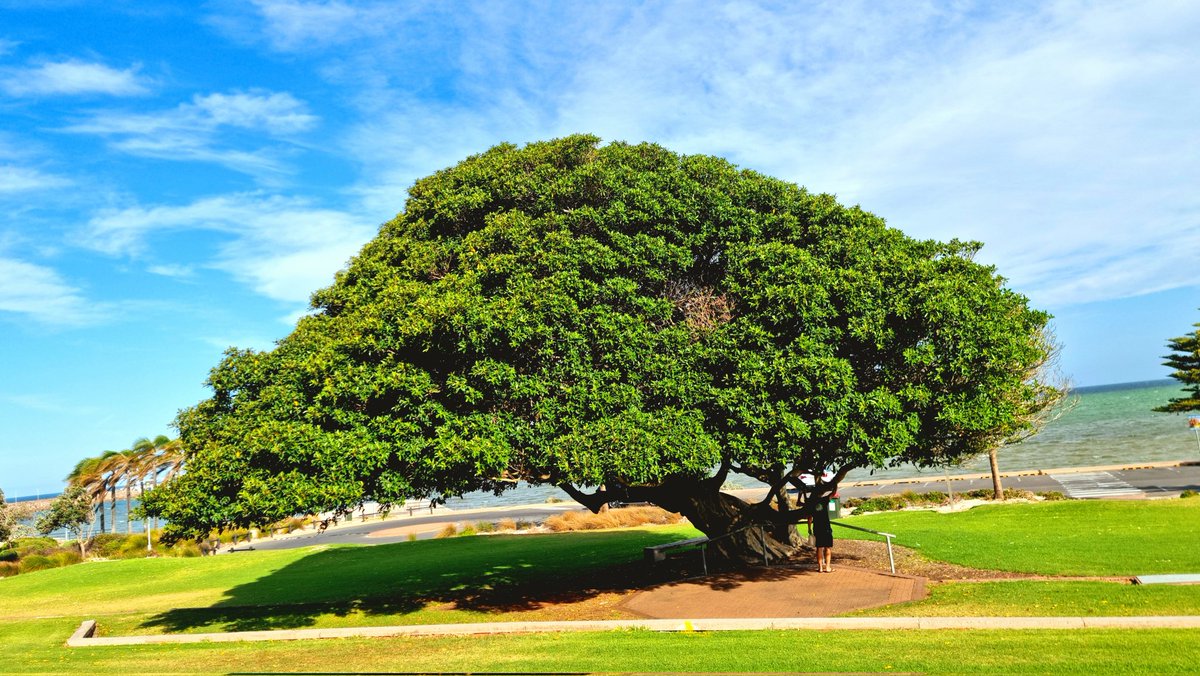 SMikic13's tweet photo. @janisphotos #MoretonBayFig
#FicusMacrophylla
#Whyalla
#SouthAustralia https://t.co/l9MW13Uckg