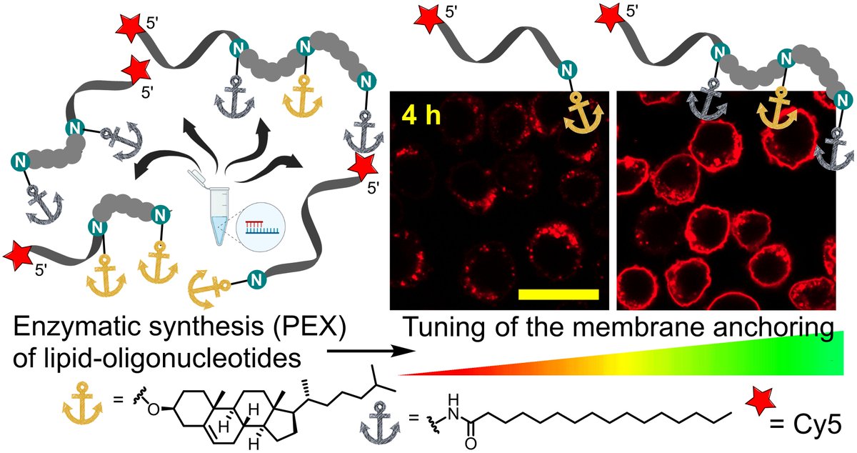 hocekm's tweet photo. Our newest paper on lipid-linked dNTPs for polymerase synthesis of lipidated oligonucleotides and anchoring to membranes has been published in @ChemicalScience. @IOCBPrague @CzechAcademy @science_charles  https://t.co/92oBt5U01S https://t.co/iO6zHOsqs4
