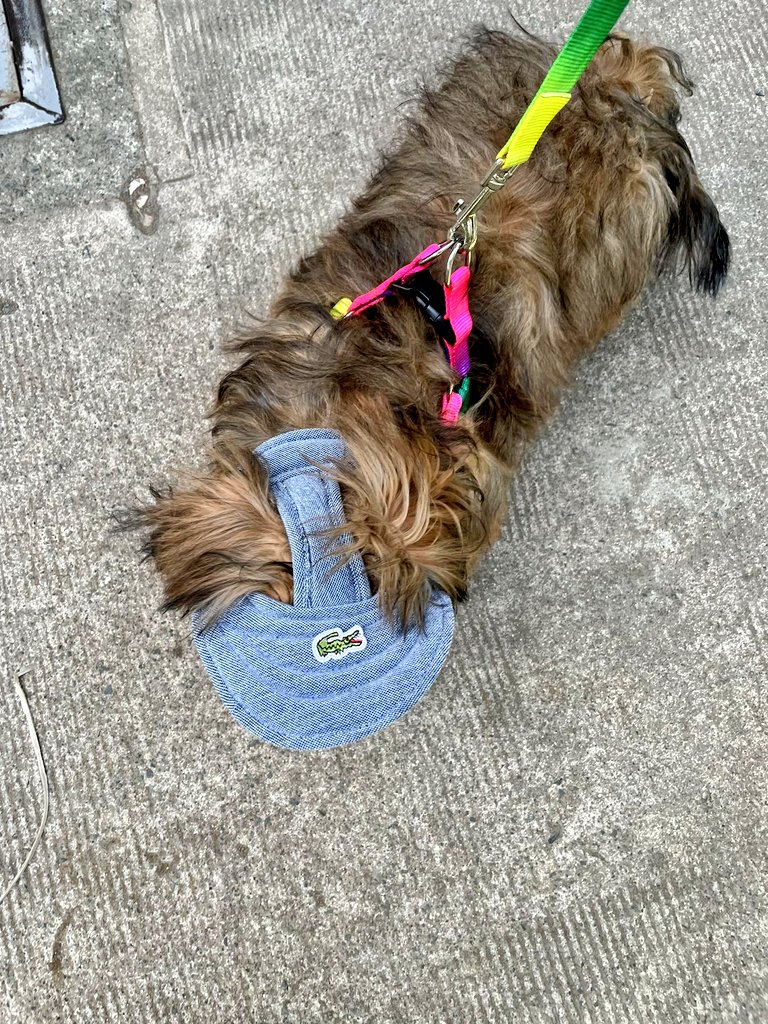 msbyuds's tweet image. Summer look 🧑‍🌾

#Scout 
#Malling