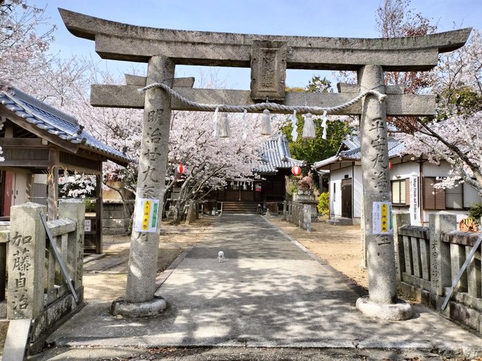 【#ゴマちゃんアルバム　456-1】愛媛松山から帰ってきて鳴門市は妙見山公園へ🌸まずは妙見神社#ゴマちゃん#少年アシベ 