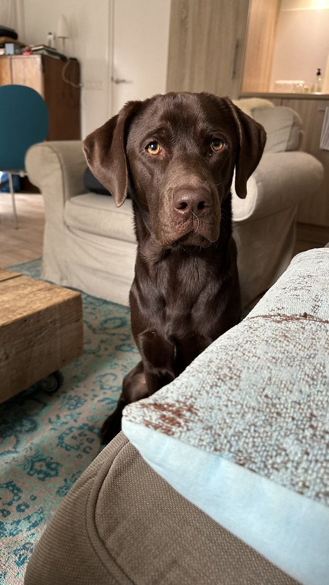 Gaan we nog lopen baas?
En geeft mij de #labradorlook