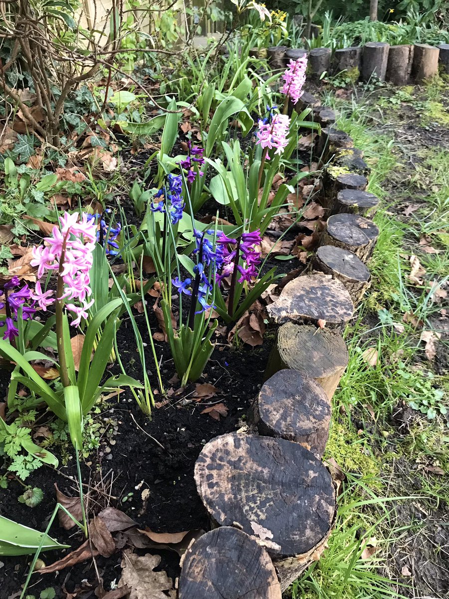 meikiecakie's tweet image. Morning All. Hyacinths for you today. Need to feed my borders as the trees suck all the goodness out. What do you all recommend? @keeper_of_books #springbulbs #spring #flowers