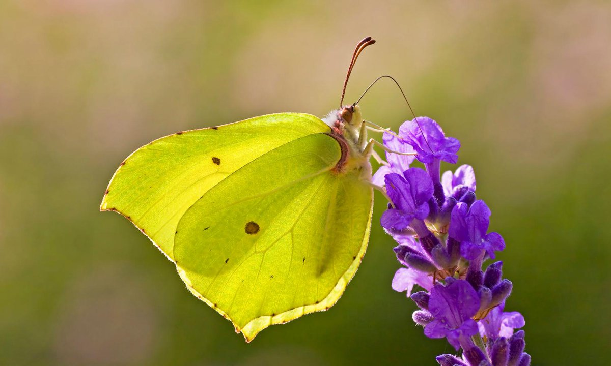 The heatwave and drought of summer 2022 has had a major negative impact on some UK butterfly species, a study has confirmed ☀️ 🦋 📉 Read now 👉 butrfli.es/40q42EW 📸 : Brimstone (Matt Berry) #SaveButterflies #MothsMatter