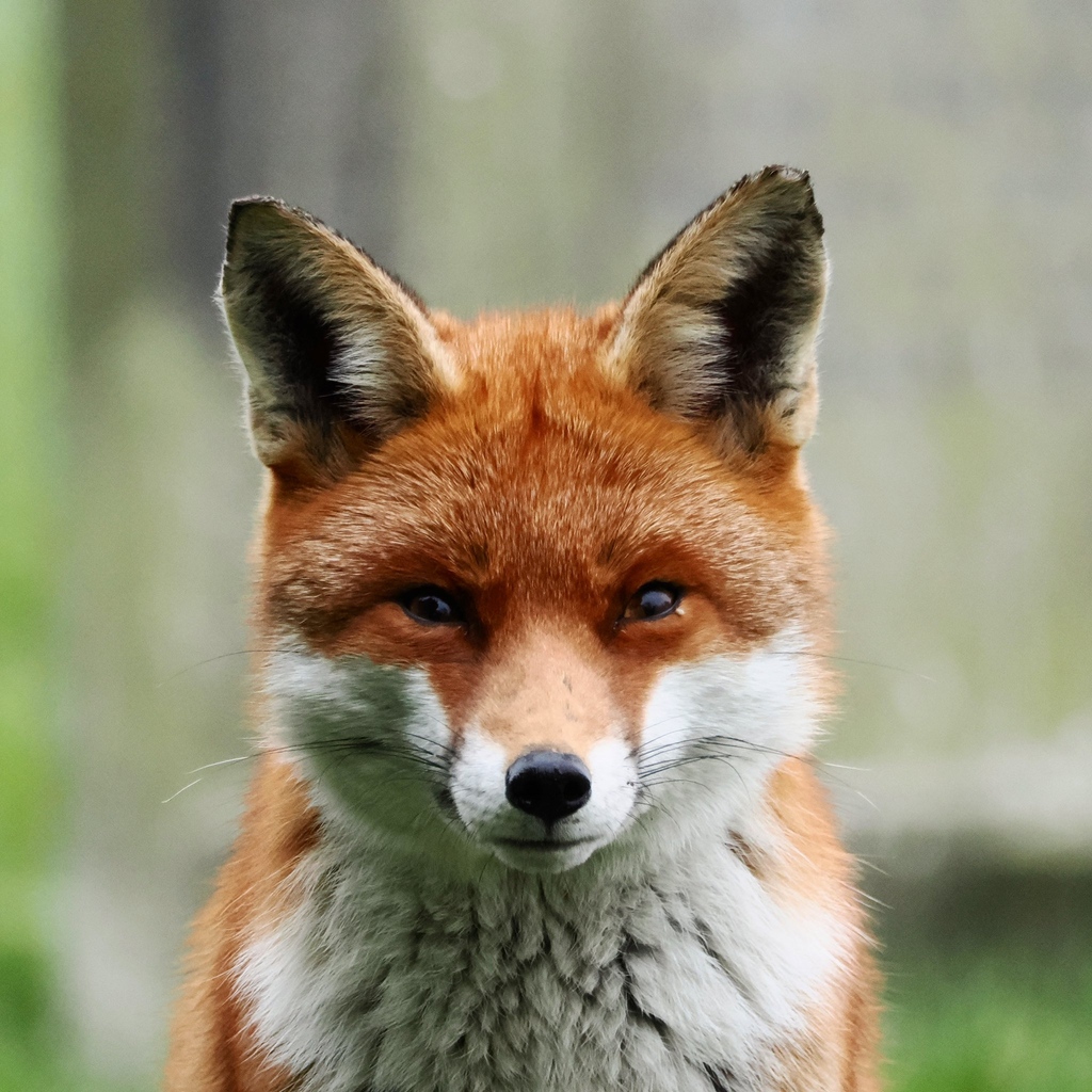 Chris Packham tweet media