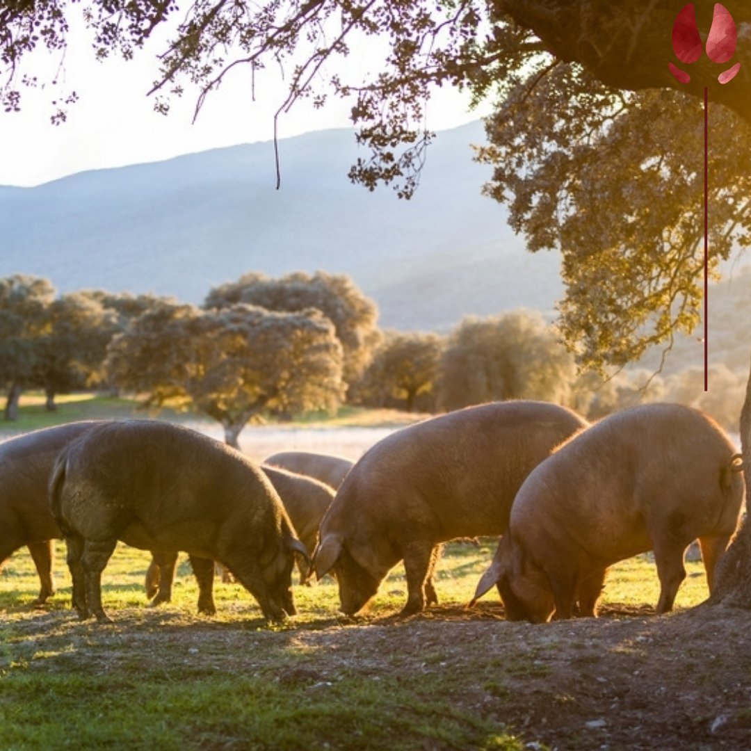 IbIzquierdo's tweet photo. Nuestros cerditos disfrutan de la primavera en libertad, andando a sus anchas por el campo. En Ibéricos Izquierdo apostamos por la calidad desde el origen.💯
#ibericosizquierdo #jamoniberico #cerdoiberico #iberianham #iberianpork #embutido #dehesa  #naturaleza #FelizJueves https://t.co/NLYx1ss6Py