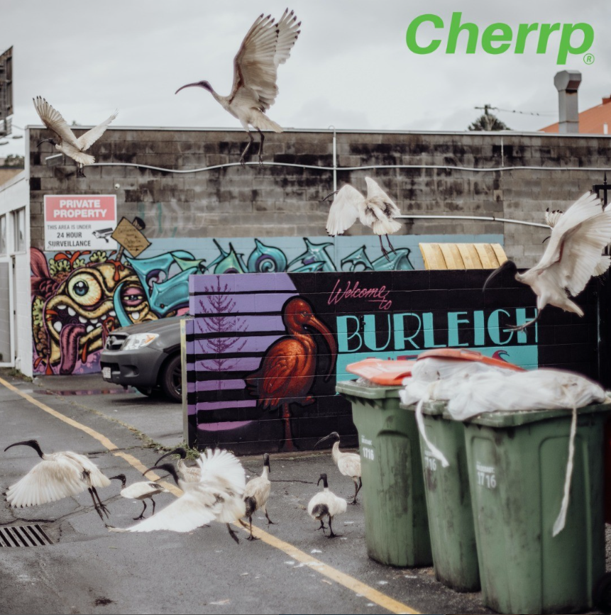 Time to take out the trash?

info@cherrp.eco

#wildlifemanagement #wildlifemanagementsolutions #agritech #agtech #aitech #aitechnology #australiatech #innovativetechnology #birddeterrent #wildlifetech #wildlifesystems #farmingaustralia #australianfarming #australianwildlife