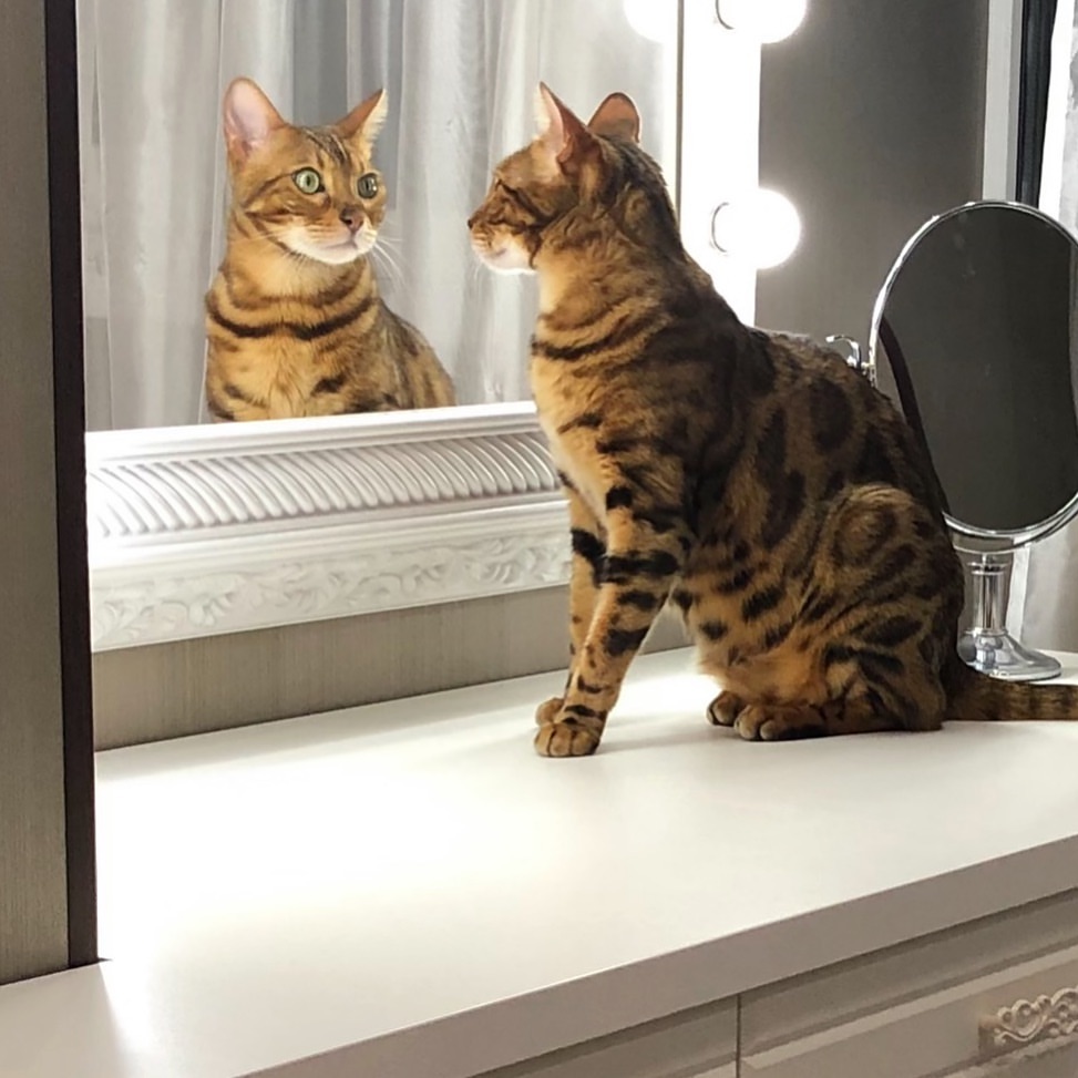 #cute #cat #cats #CatParty #CatsOfTwitter #CatsOnTwitter #catlover #meow #kitten #kitty #ilovecats