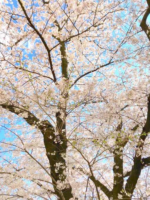 ほぼ満開だったでよ 