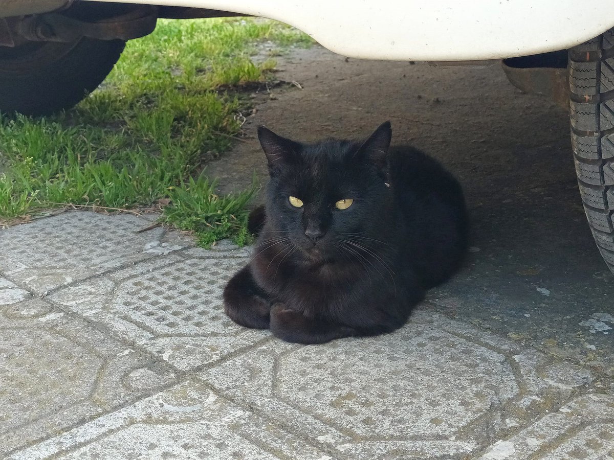orbetellove's tweet photo. Orbetello Street Cats by 
@orbetellove
https://t.co/CvURi8Hd9l………
 #straycats #randagi #gattirandagi #cats #chats #errants #gatos #gatti #catoftheday #CatsOfTwitter https://t.co/Fifb6tbxBy