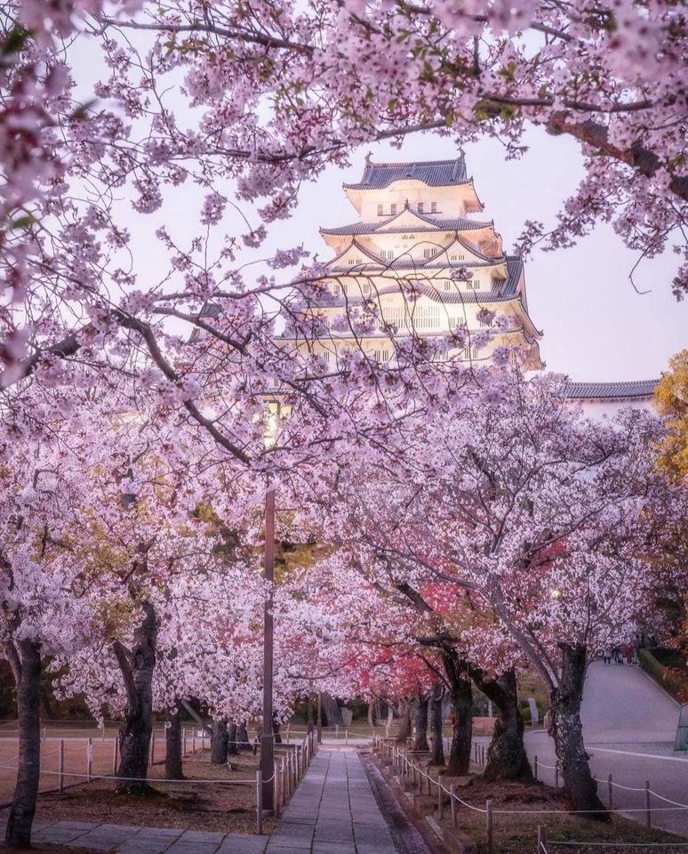 Japan_Australia's tweet photo. Himeji Castle in Hyogo Prefecture is one of the finest examples of early 17th-century Japanese castle architecture. This national treasure is also known as the White Heron Castle with its white exterior a perfect match with the cherry blossoms.

📸 Photo by daisukephotography https://t.co/w8MvHcogLT