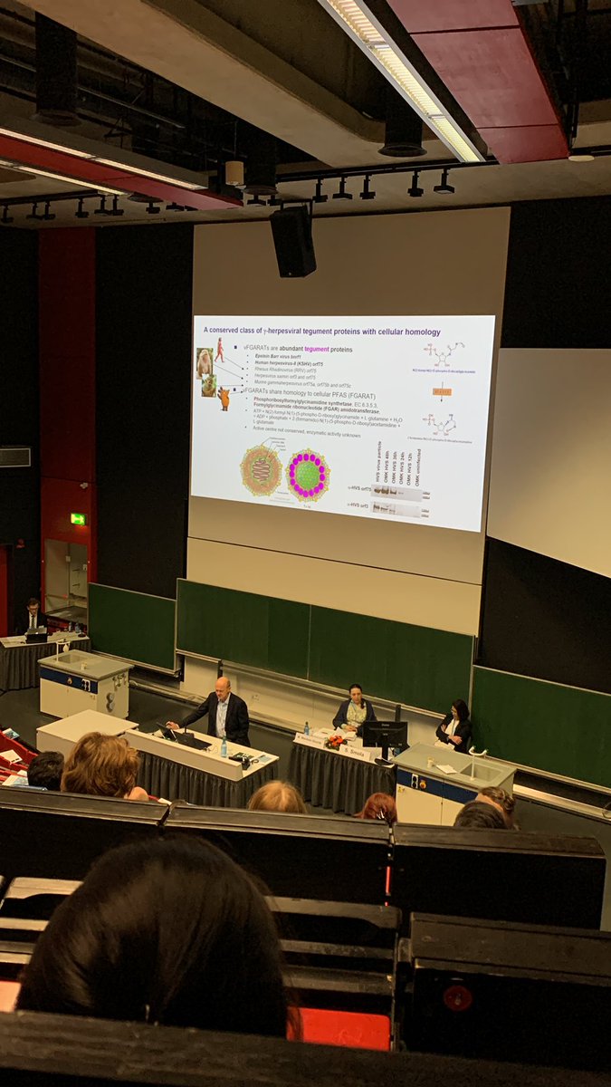 Early day 3 at the #GfV2023 with insights into viral transformation and oncogenesis. Talk by A. Ensser. <a href="/GesVirologie/">GfV - Gesellschaft für Virologie</a>