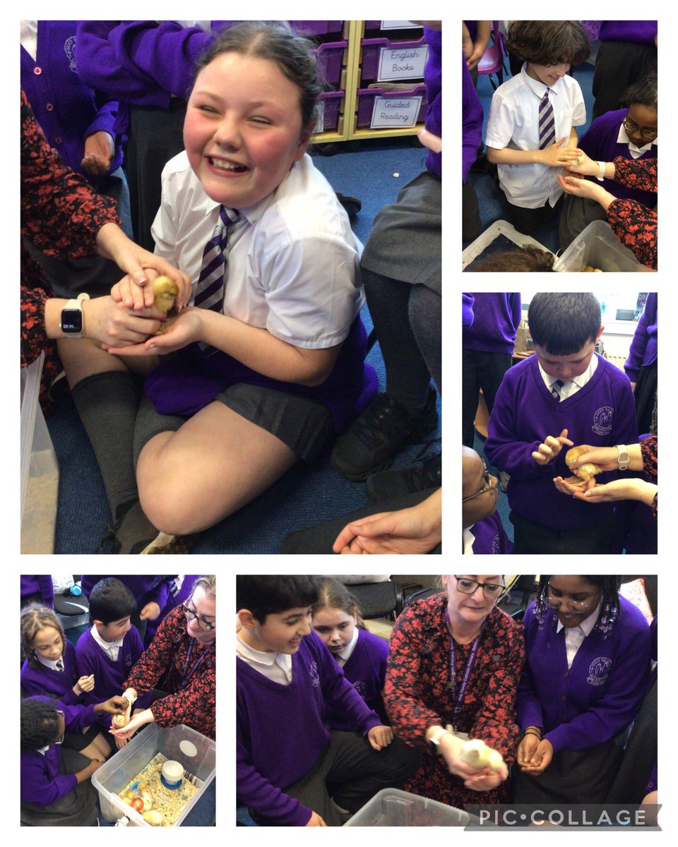 We welcomed some very special little visitors to our class yesterday. We were so gentle and showed how caring we are. Thank you <a href="/HolyFamilyL8_FS/">EYFS</a> for sharing your chicks. We talked about the significance of new life at this time of year <a href="/HolyFamily_FiA/">Holy Family Faith in Action</a>
