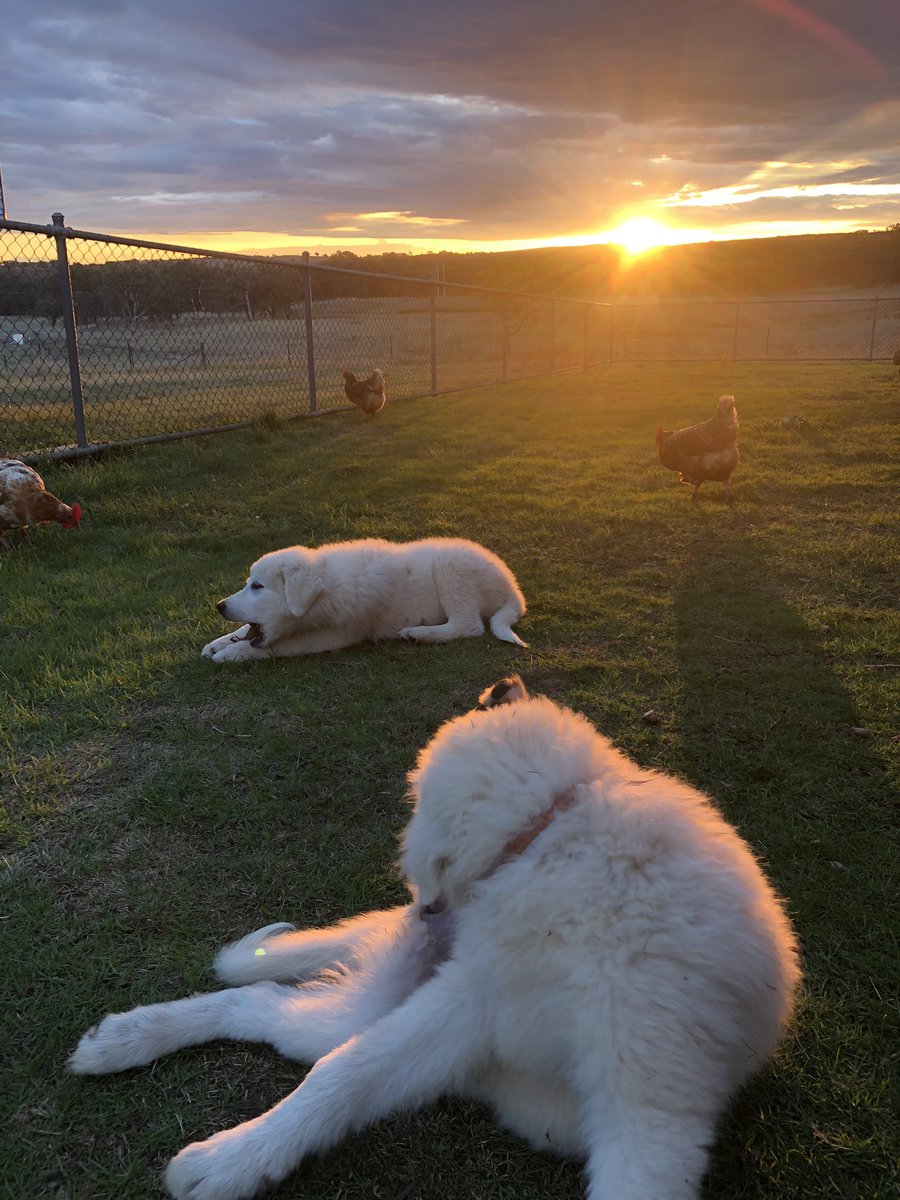 HilltopsEggs's tweet photo. The ‘kids’ are yawning and scratching, ready for bedtime. The last sliver of sunshine for the day, and all the animals are accounted for! 😃simple bliss.
#sunset #farm #pastured #animal #love #pasturedeggs #bliss https://t.co/jb8DUFk0wp