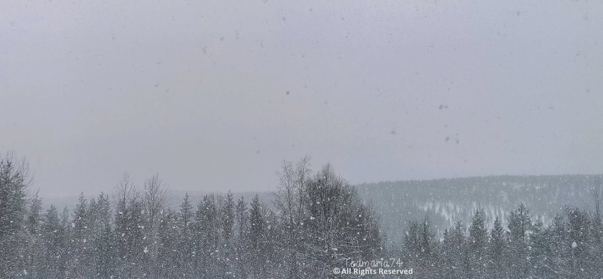 TeaMaria48's tweet photo. #nature #lapland #winter #snowrain #valokuvaus #huaweip30prophotography #visitlapland #suomi #Finland https://t.co/eJxrUESvFQ