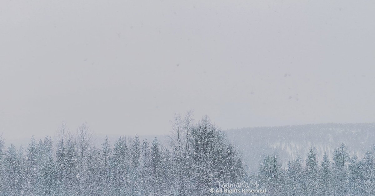 TeaMaria48's tweet photo. #nature #lapland #winter #snowrain #valokuvaus #huaweip30prophotography #visitlapland #suomi #Finland https://t.co/eJxrUESvFQ