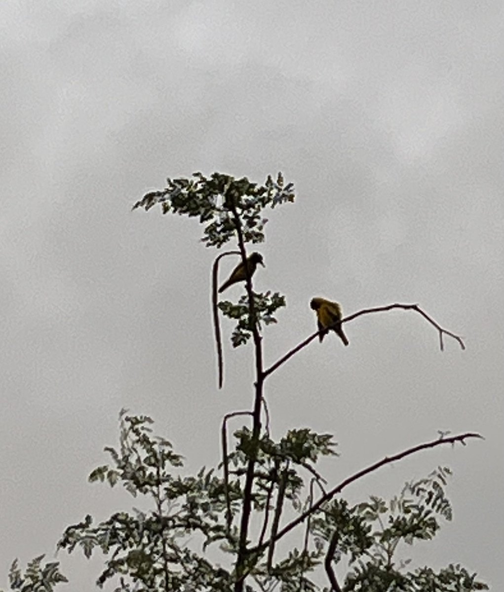 yugayatri's tweet photo. A pair of #HaladiBasanta (Black-hooded Oriole) birds in the backyard. Gloomy evening weather. https://t.co/QbYH5cEXGn