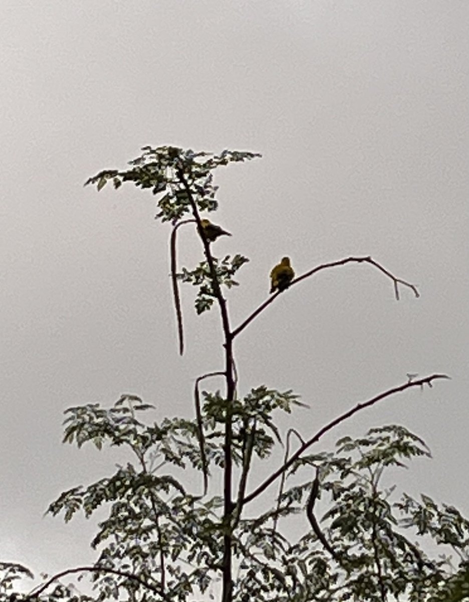 yugayatri's tweet photo. A pair of #HaladiBasanta (Black-hooded Oriole) birds in the backyard. Gloomy evening weather. https://t.co/QbYH5cEXGn