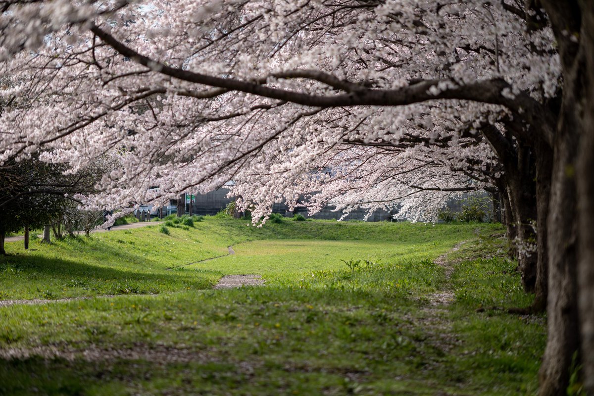 naoki1083's tweet photo. 春はつい近所を散歩したくなりますなぁ。
ほのぼの。

#春日部　#桜 https://t.co/8DPqXuSDzp